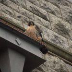 a peregrine falcon