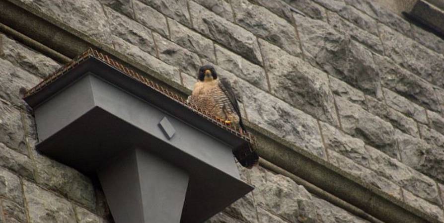 a peregrine falcon